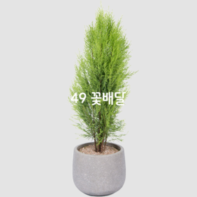 율마2